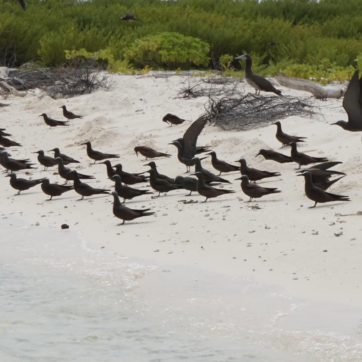 Brown Noddy adults