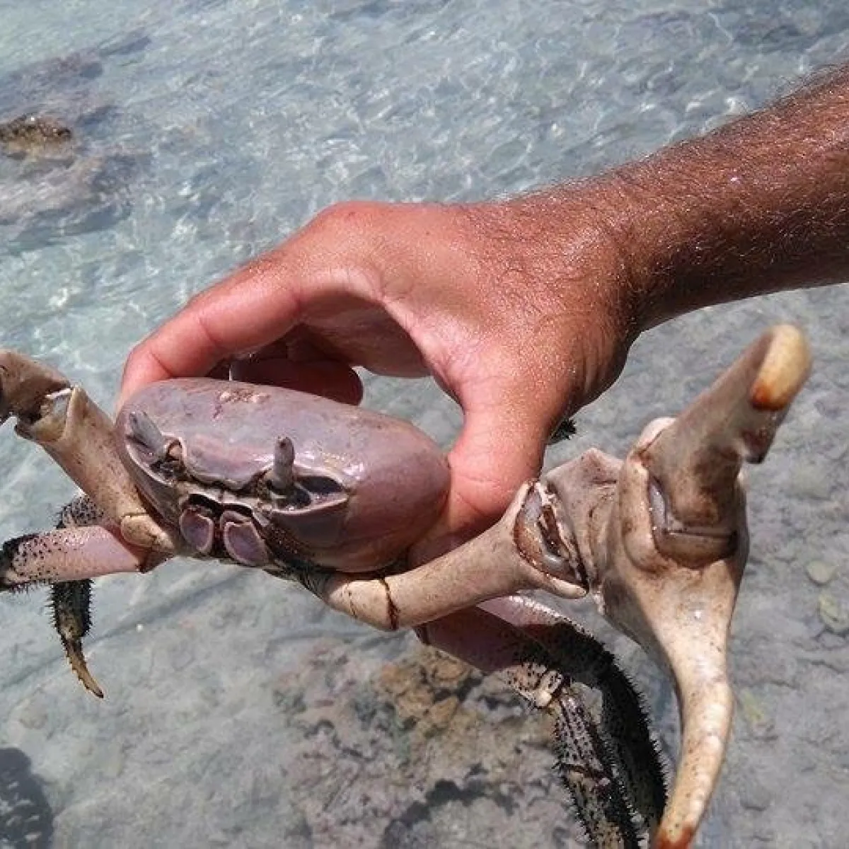 Une griffe peut être nettement plus grosse que l’autre, une caractéristique des mâles.