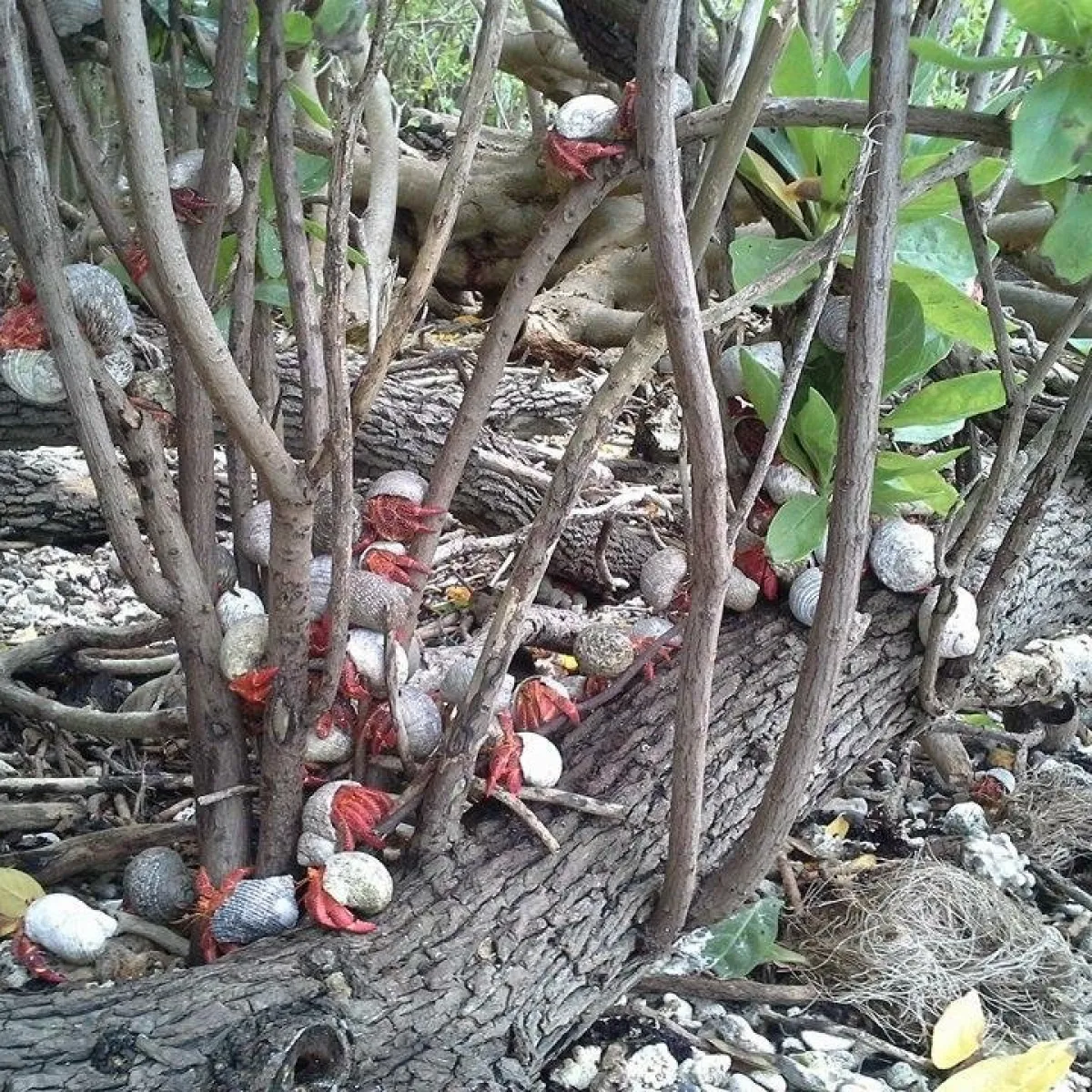 Strawberry Hermits are social creatures.