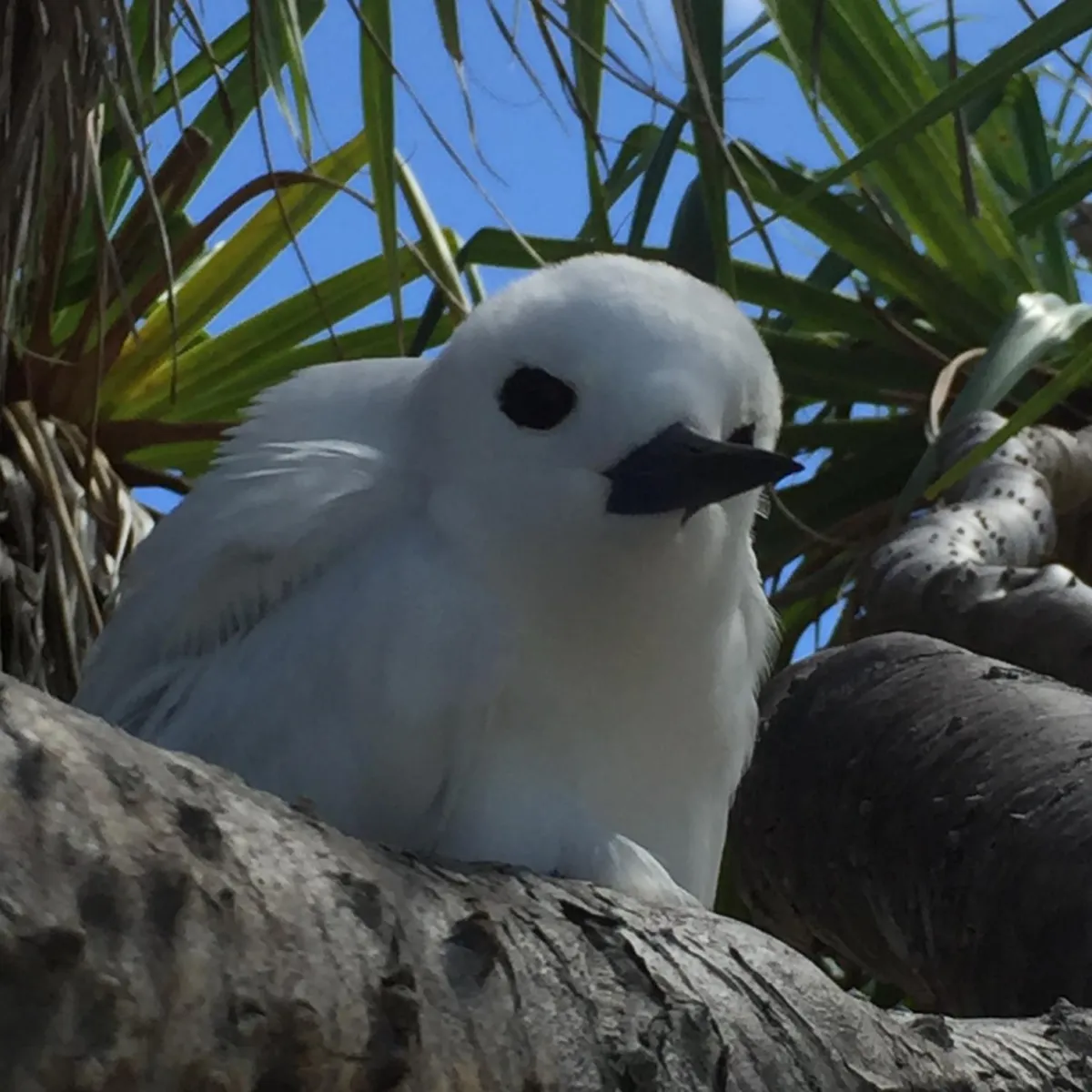 Photo: Tetiaroa Society Gygis blanche