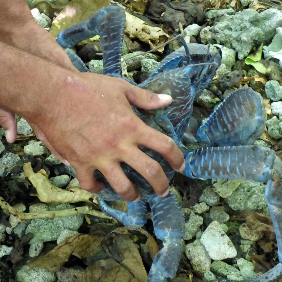 The coconut crab is the largest terrestrial arthropod in the world.