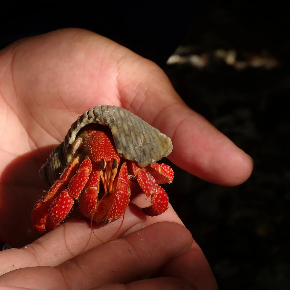It is called the strawberry hermit crab because of its color.