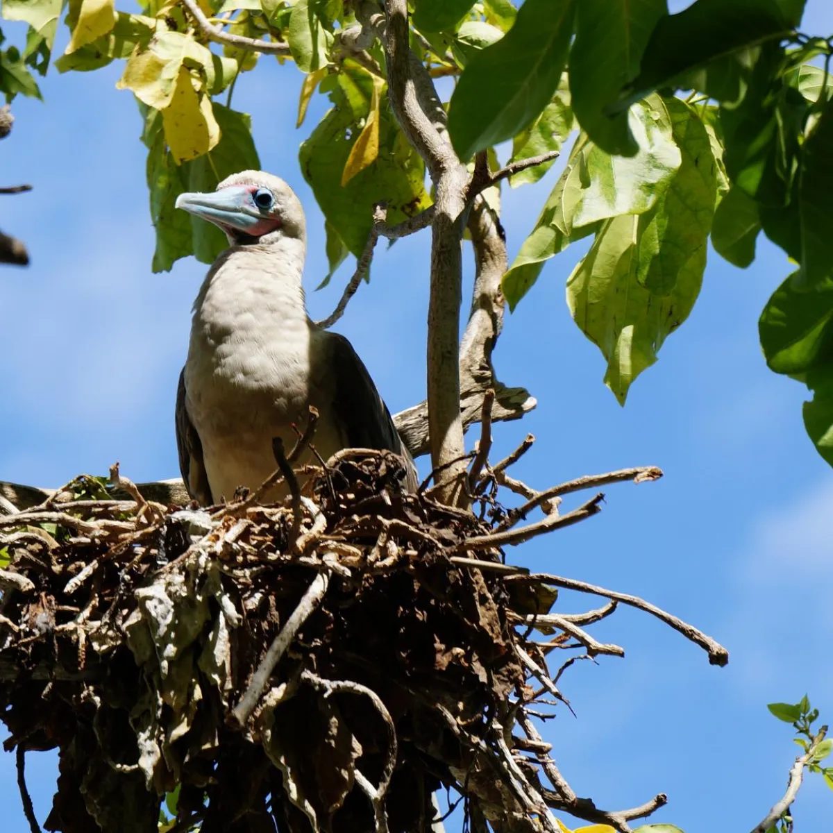 Photo: Tetiaroa Society Nid de fou pieds rouge