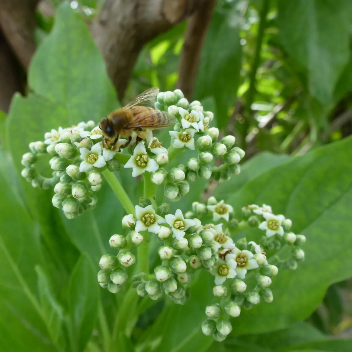 Abeille en plein travail
