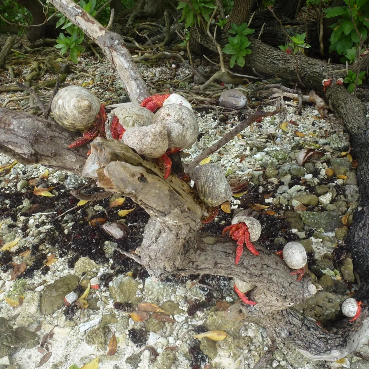Strawberry Hermits are detritivores capable of eating all that is organic (ex: wood or dead animals).