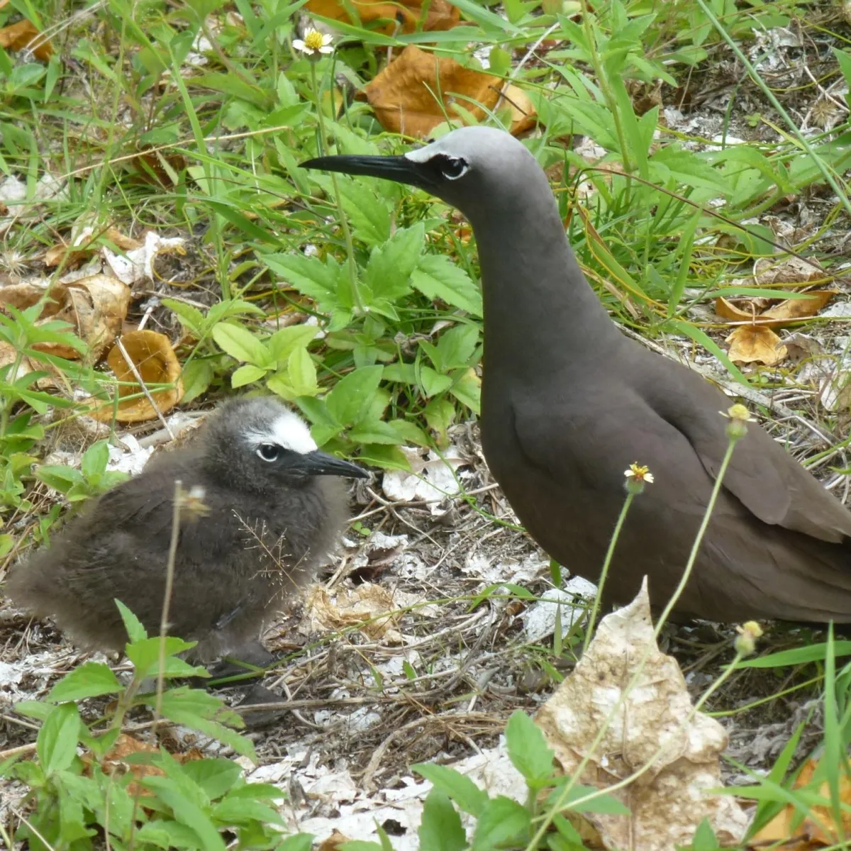 Brown Noddy adult with his baby