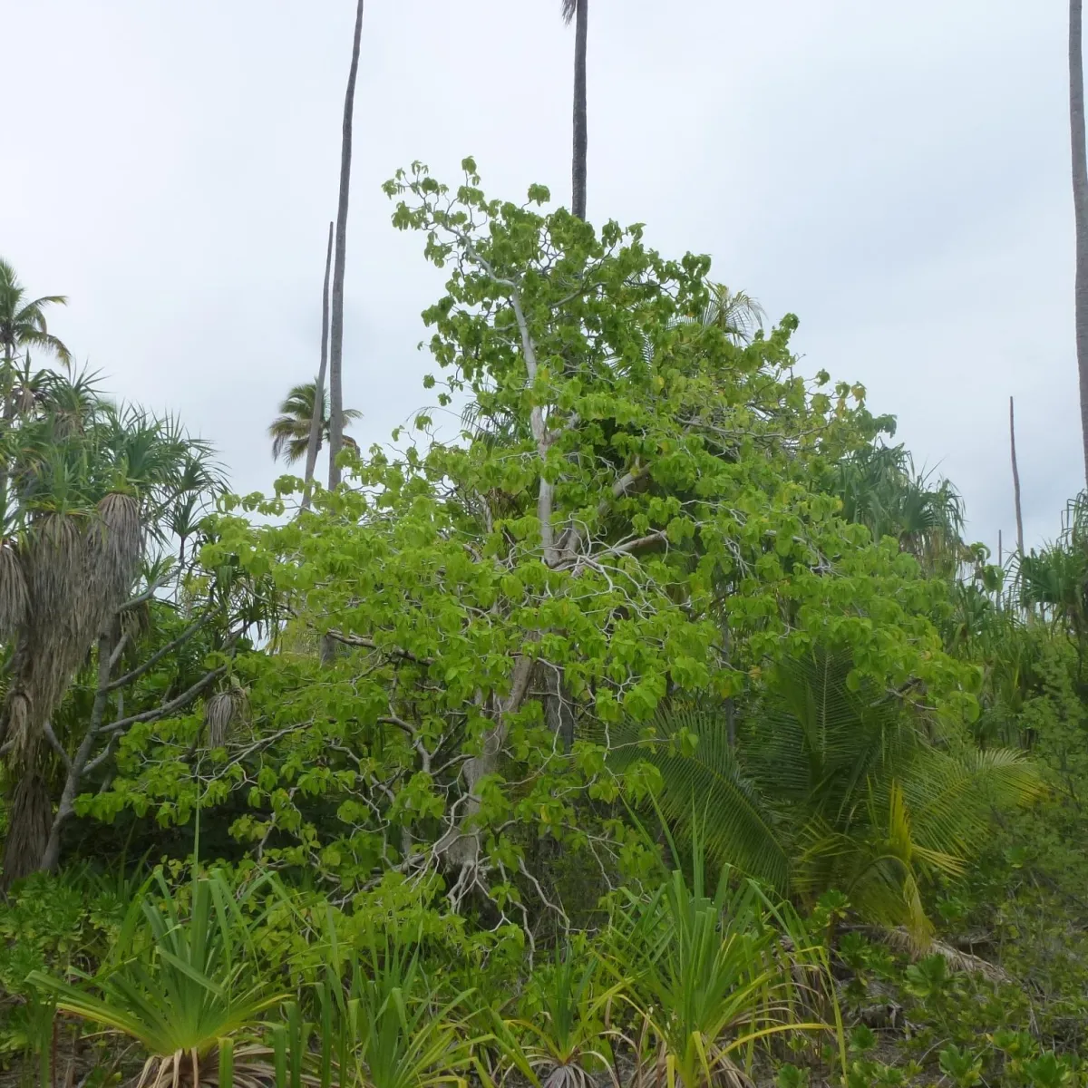 A small Cabbage tree