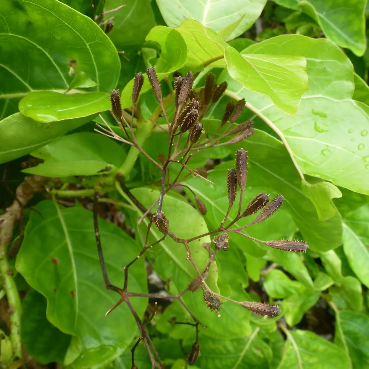 Sticky seeds stick to bird feathers