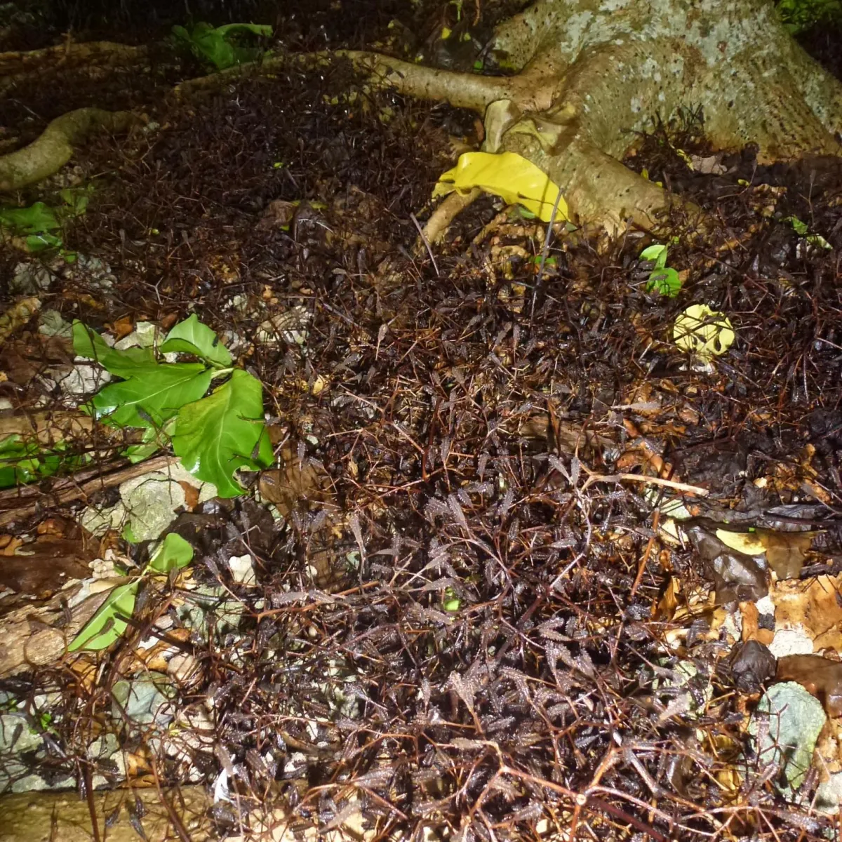 Sticky seeds matted on the ground