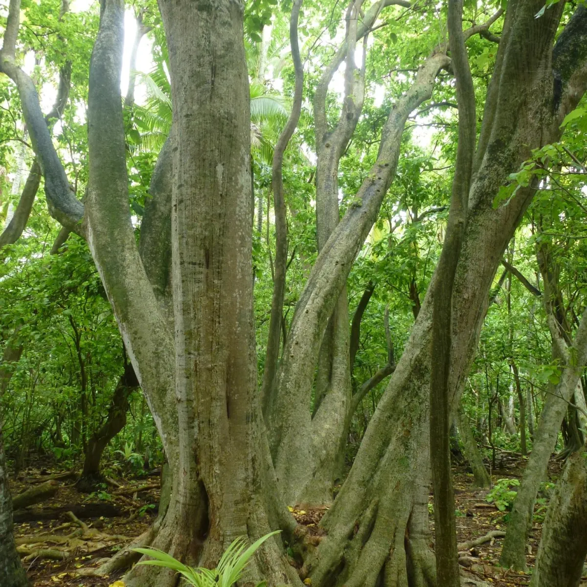 A stand of large trees