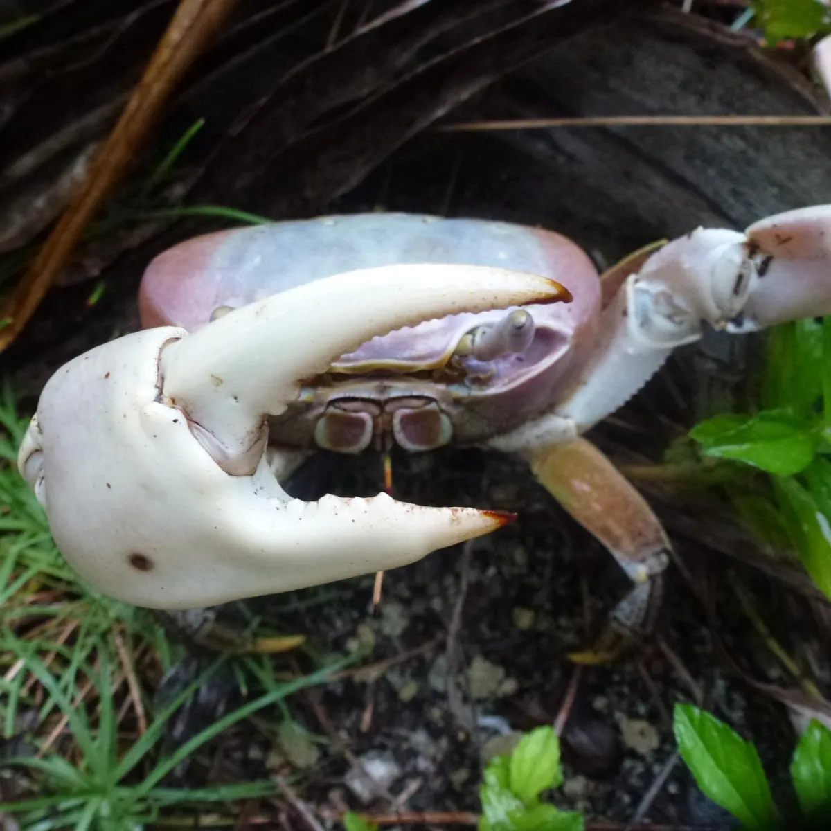 La plus grande griffe du mâle sert à impressionner les femelles et à combattre les autres mâles.