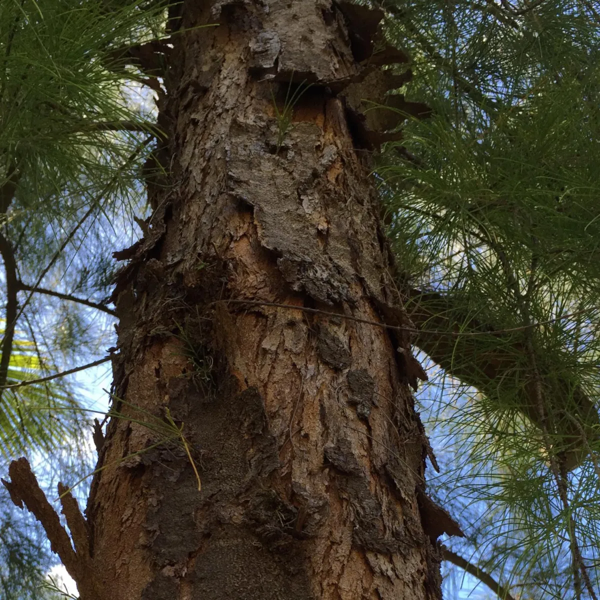 Pacific ironwood grows to over 30 meters