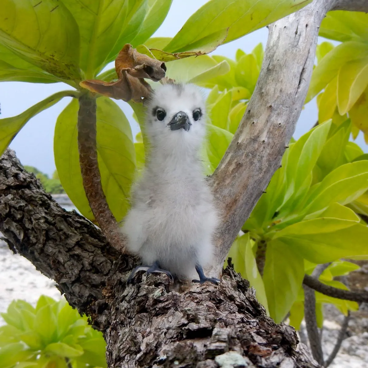 Photo: Tetiaroa Society Bébé gygis blanche