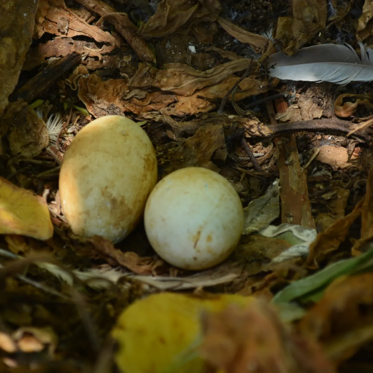 Lors de la saison de reproduction les parents incubent 2 oeufs