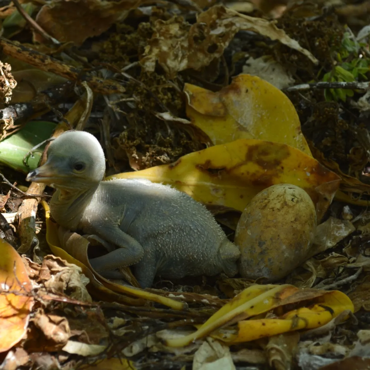 ...mais ne s’occuperont que d’un seul petit