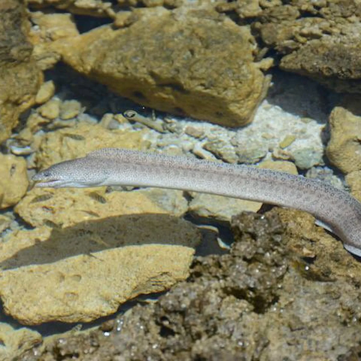Murène poivrée en pleine chasse