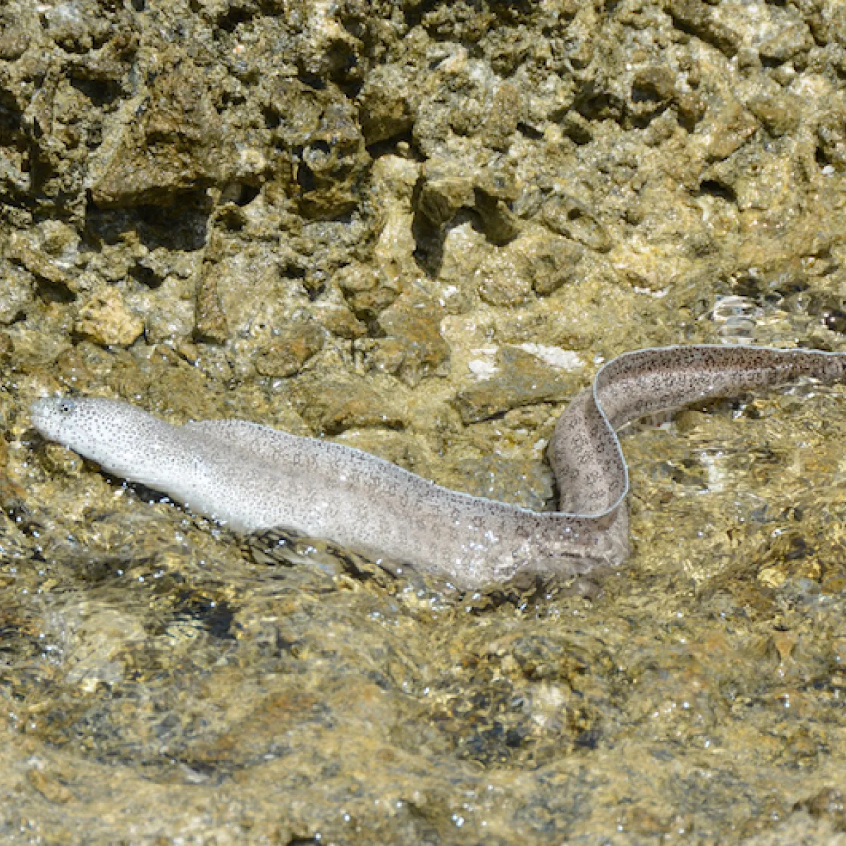 Murène poivrée à la surface