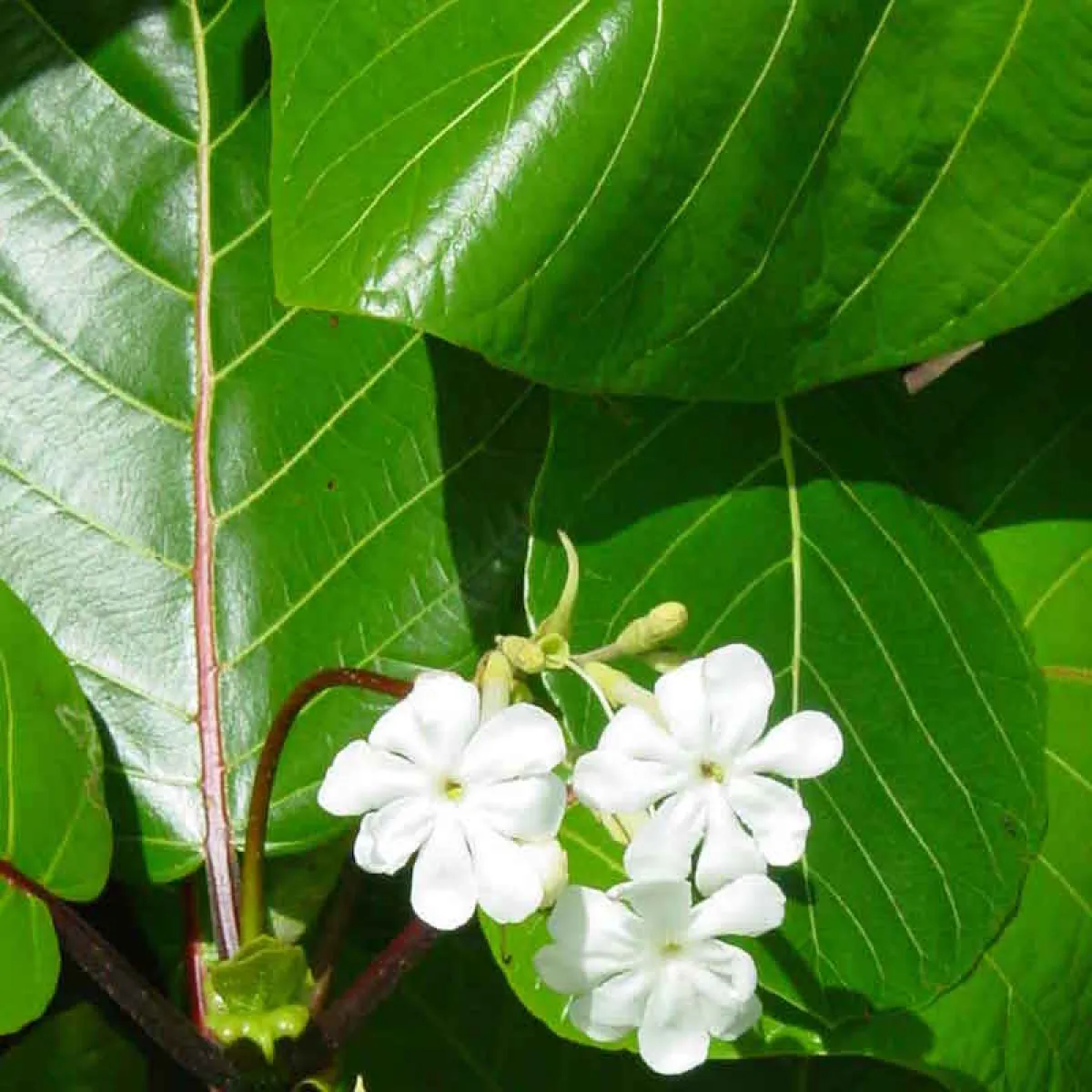 The fragrant flowers can be used in the preparation of monoi.