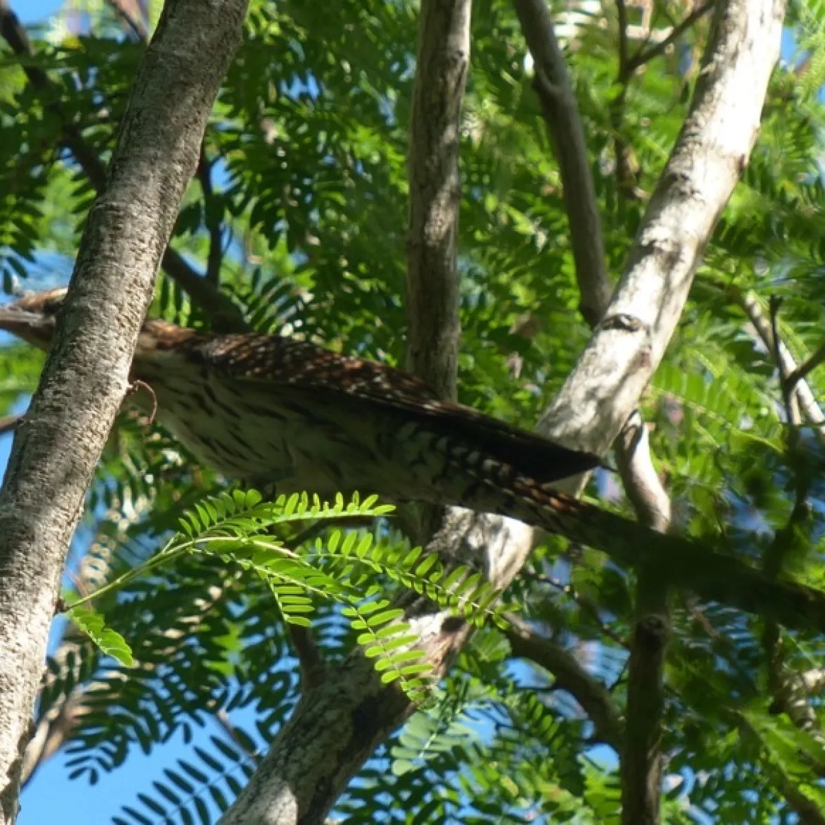 Photo: Tetiaroa Society Coucou de Nouvelle-Zélande perché dans un arbre