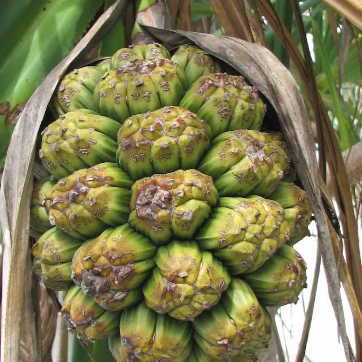 Leaves provide material for roofing, baskets, mats, and toys