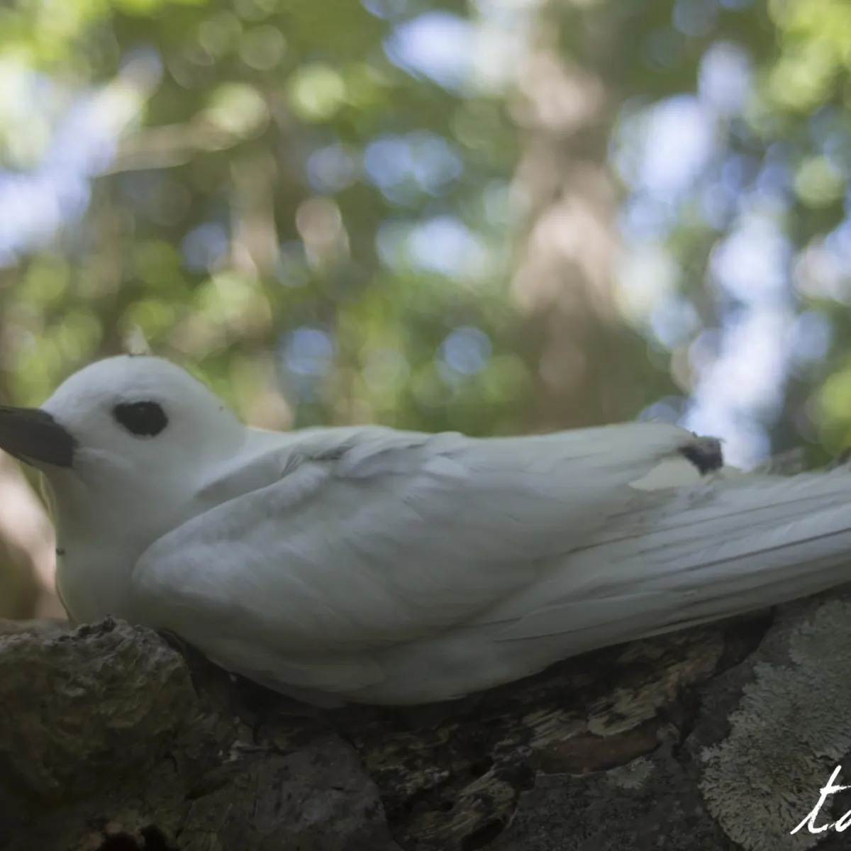Photo: Tahiarii Gygis blanche adulte