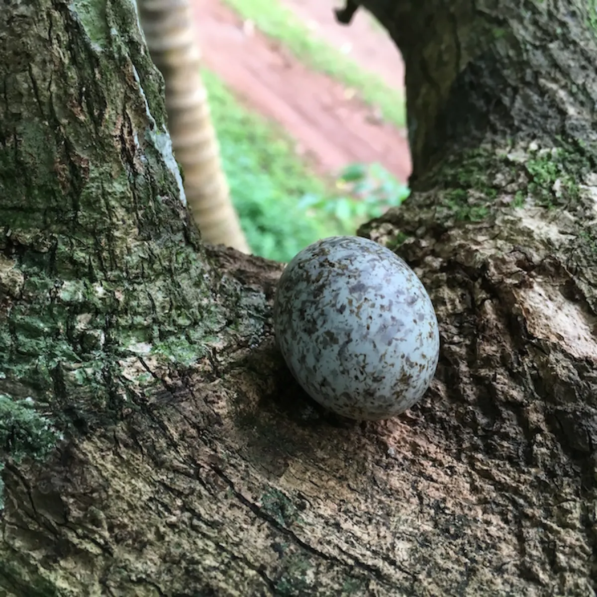 Photo: Tetiaroa Society Elle pond un unique œuf dans une dépression ou à la fourche d'une branche.
