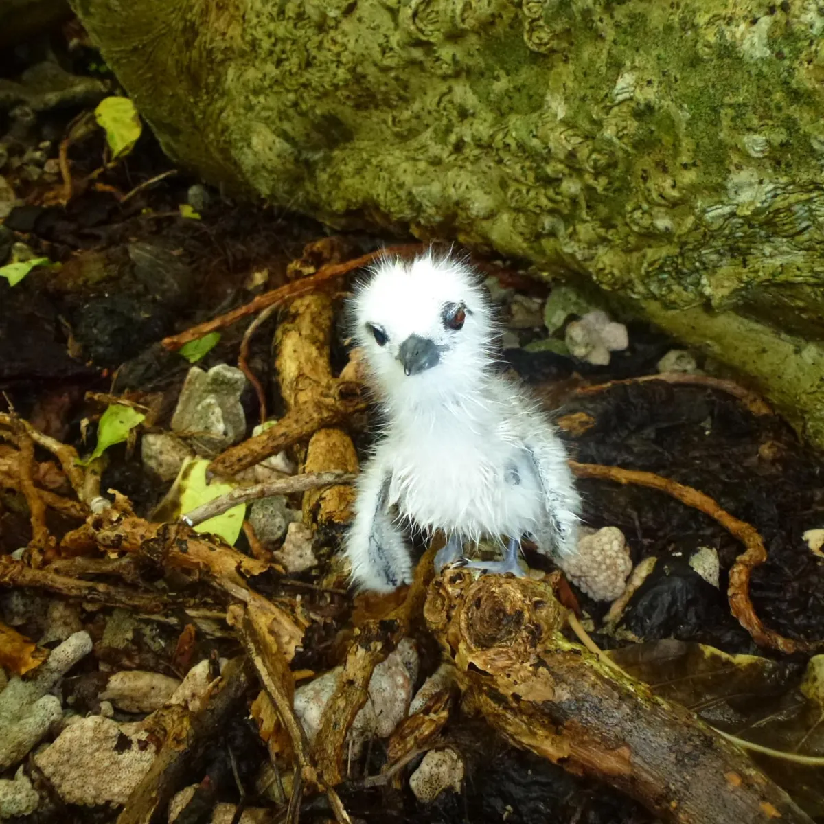 Photo: Tetiaroa Society Bébé gygis blanche