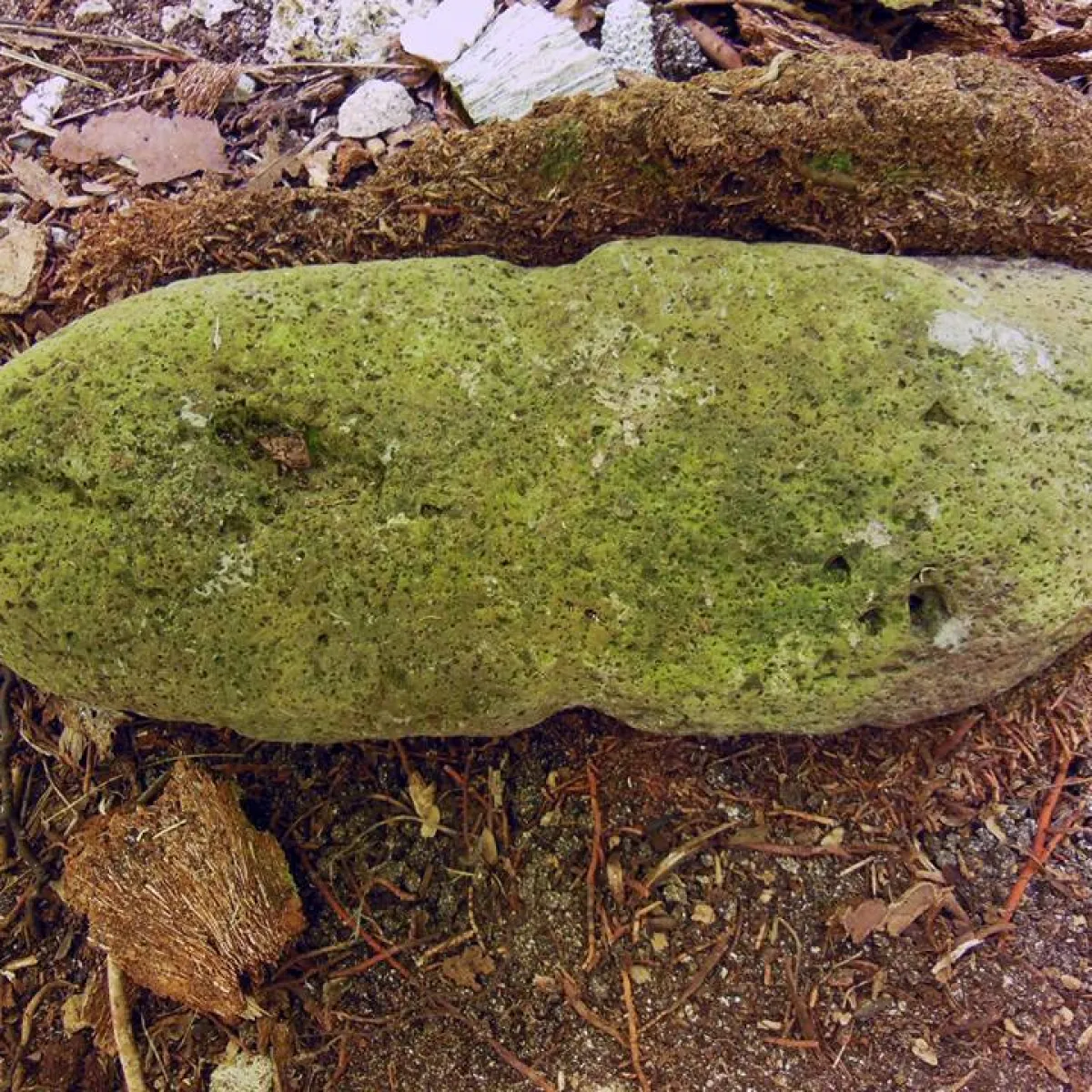 A basalt anchor found on Rimatu'u