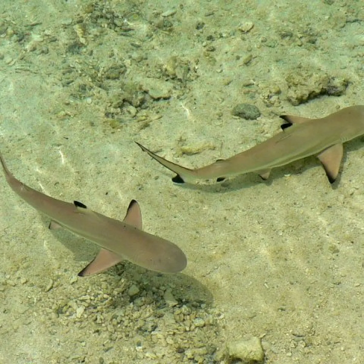 Shy and capricious, the Black-tip Shark is difficult to approach and rarely represents a danger to humans.