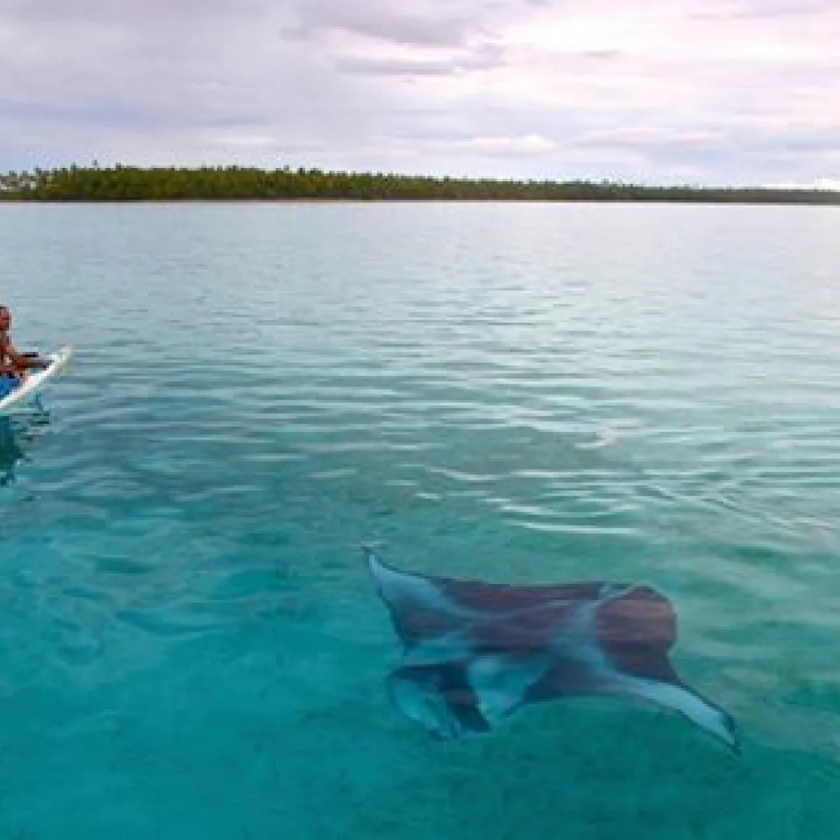 Fafa piti migrate through the free waters of the oceans, alone or in groups.