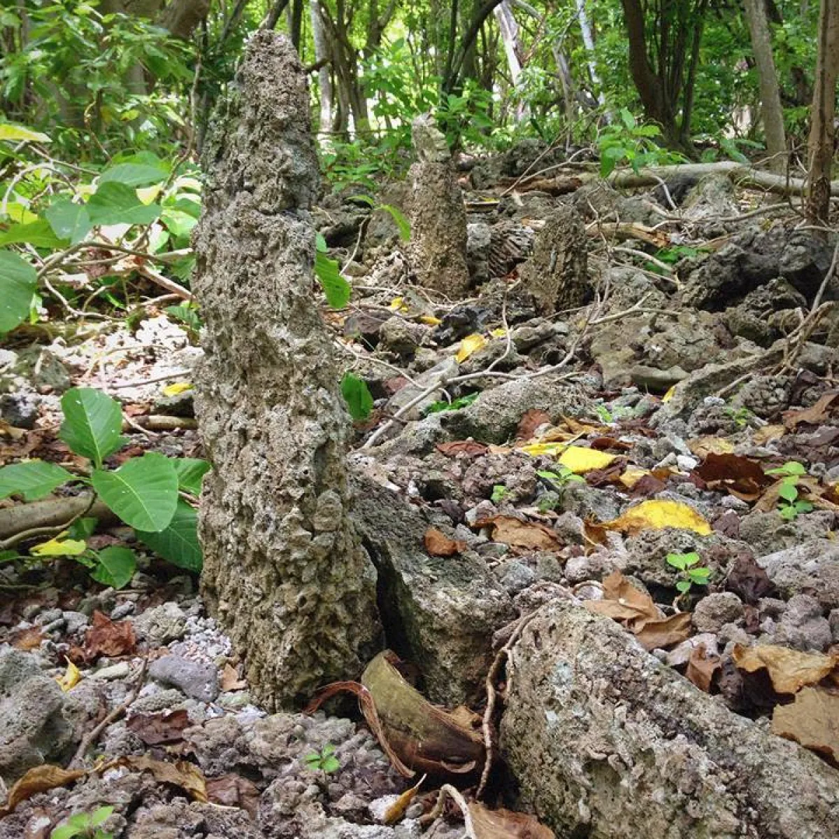 Ahu marae found on Onetahi