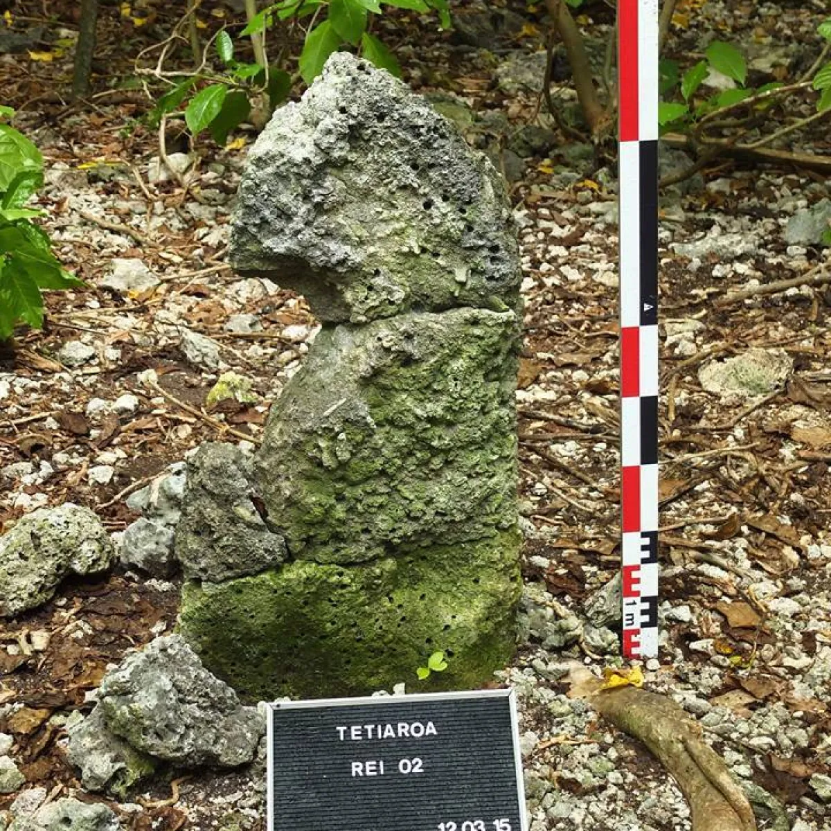 An upright stone serving as backrest in the middle of the marae