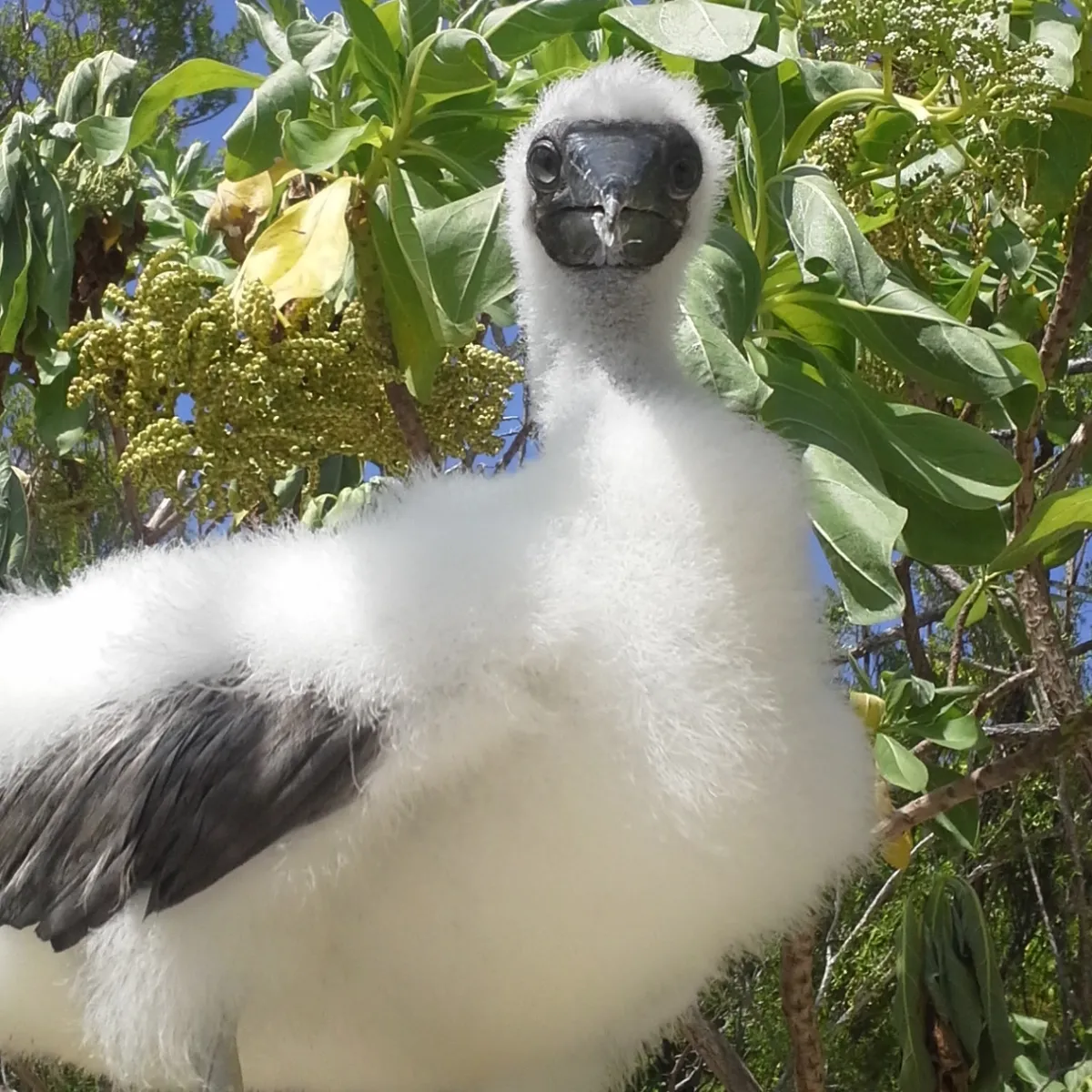Photo: Tetiaroa Society Juvenile fou