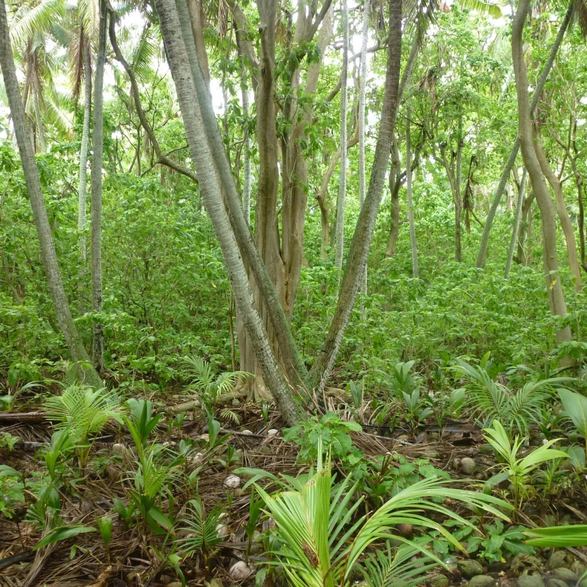 Understory regeneration in a Cabbage Tree (Pisonia) forest