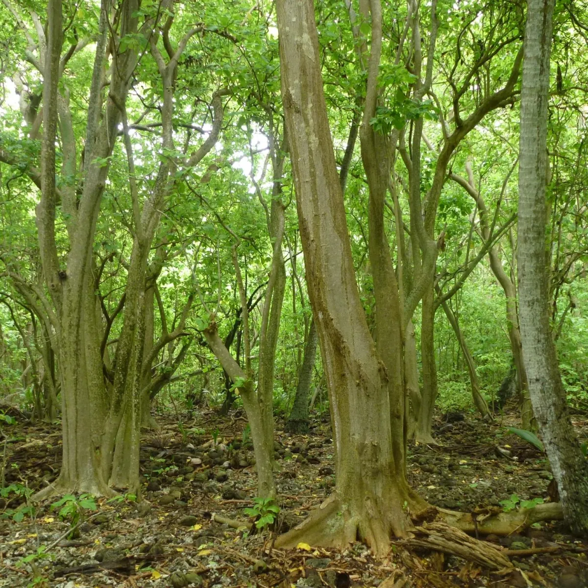 Cabbage tree forest on Motu Reiono