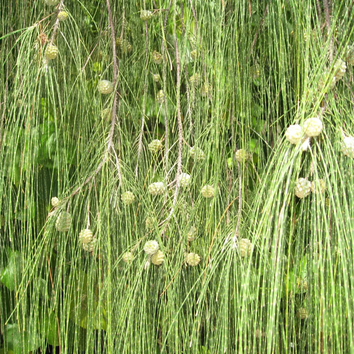 The leaves of the 'Aito are very fine and needle-like.