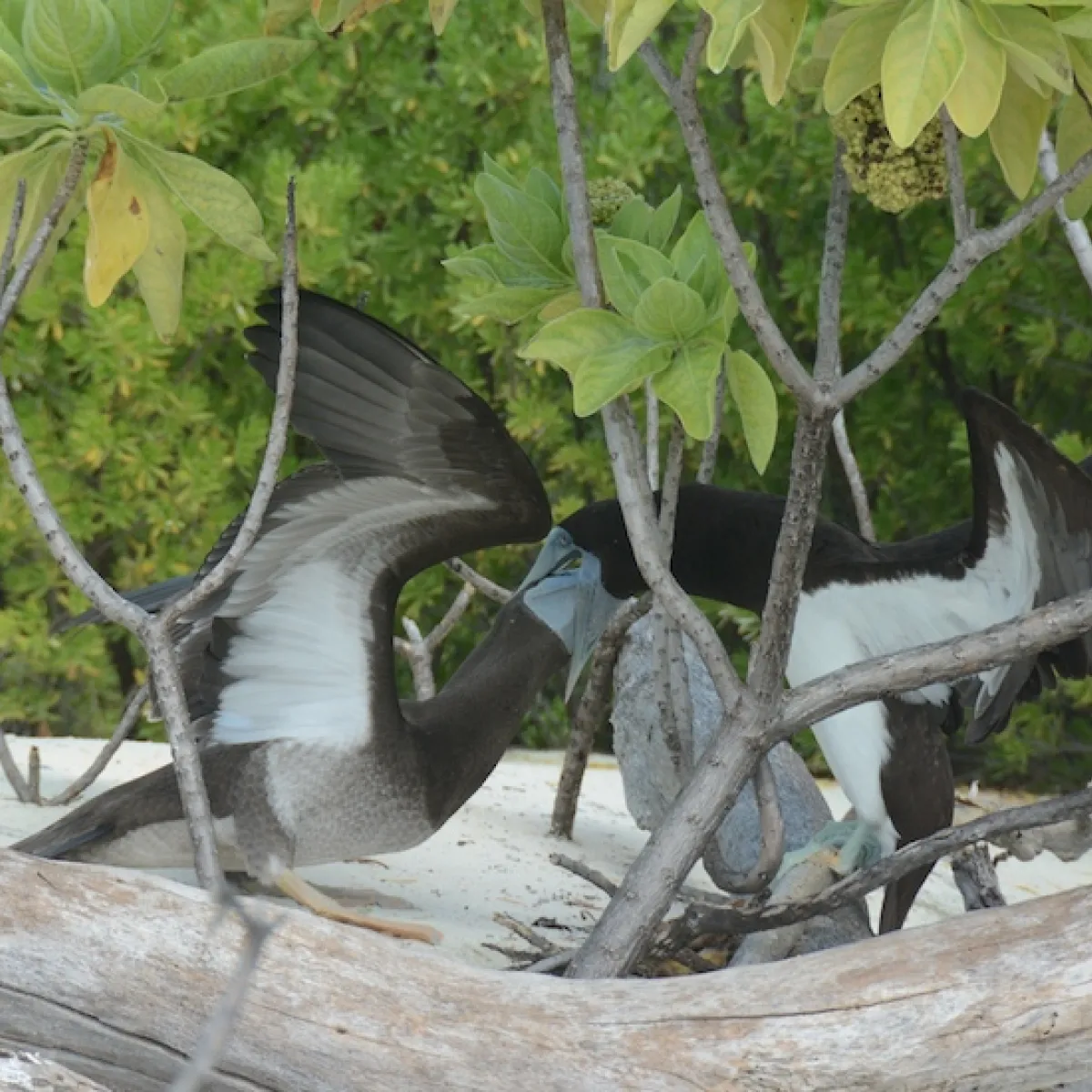 Booby chick feeding