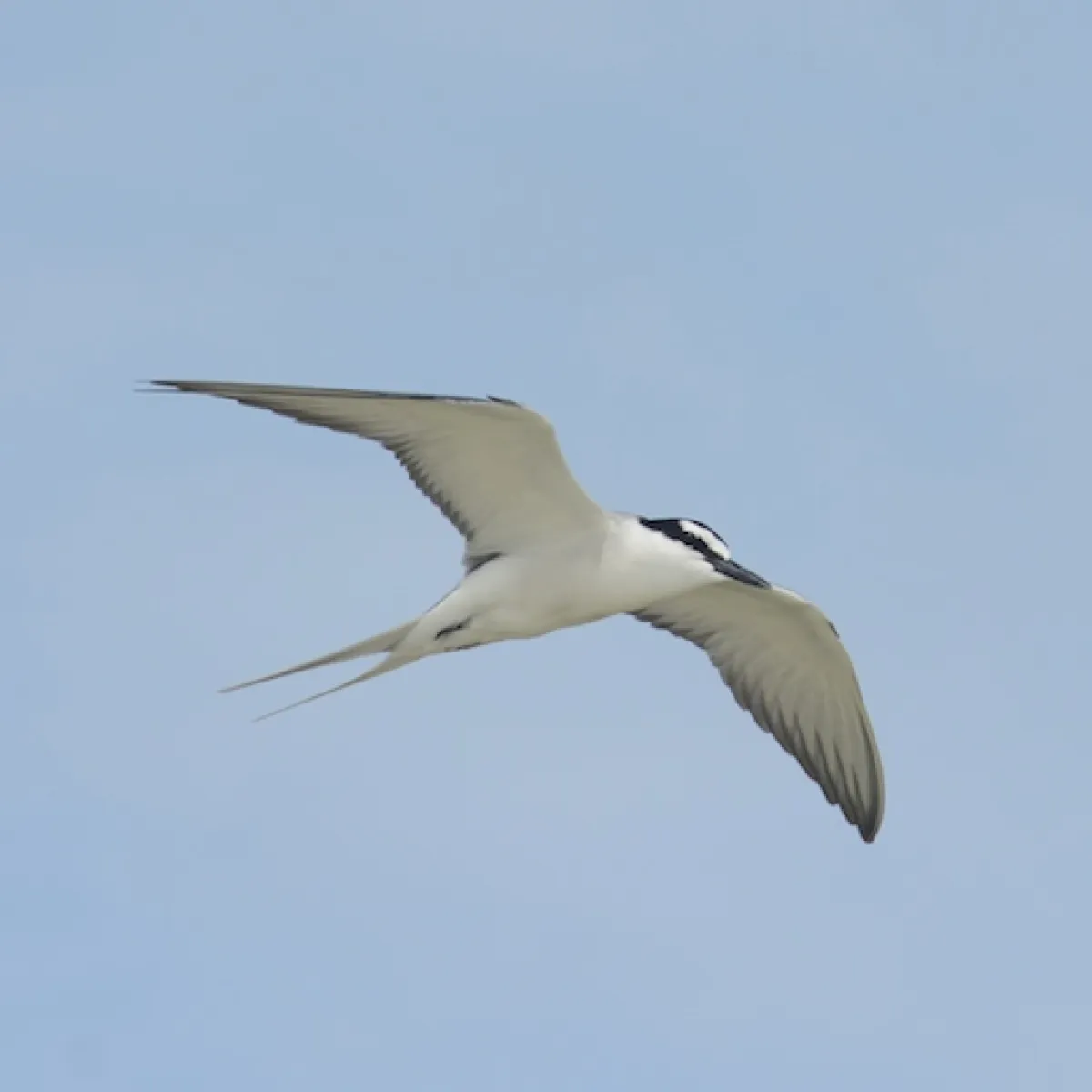 Grey-Backed Tern fly