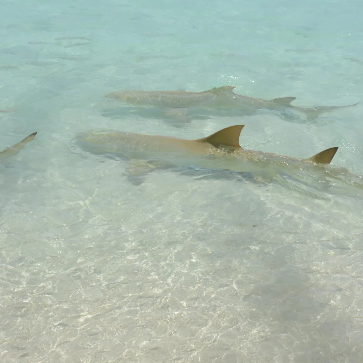 Photo: Tetiaroa Society The females give birth to 1 to 14 small sharks already formed, autonomous, from 45 to 60 centimeters each.