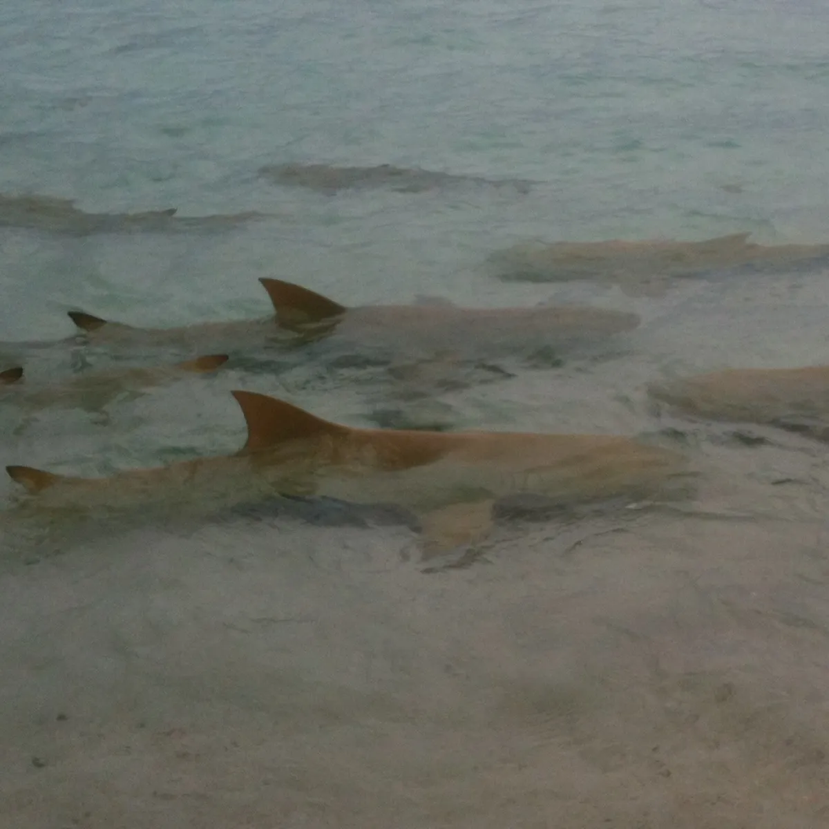 Photo: Tetiaroa Society A school of lemon sharks in the Tetiaroa lagoon