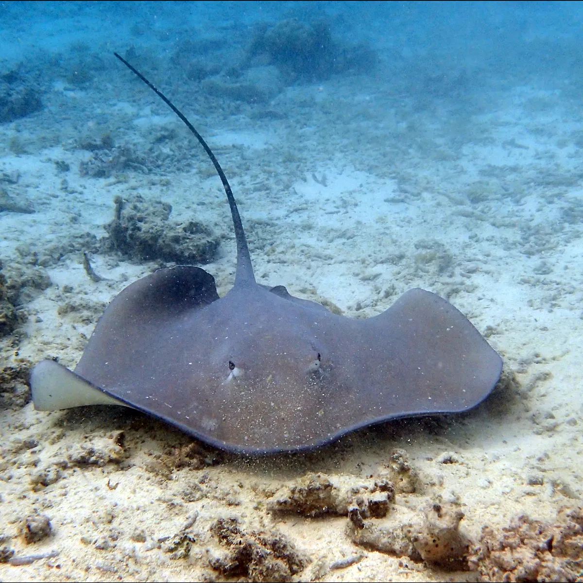 Fai i’u repose sur le sable pendant une grande partie de la journée.