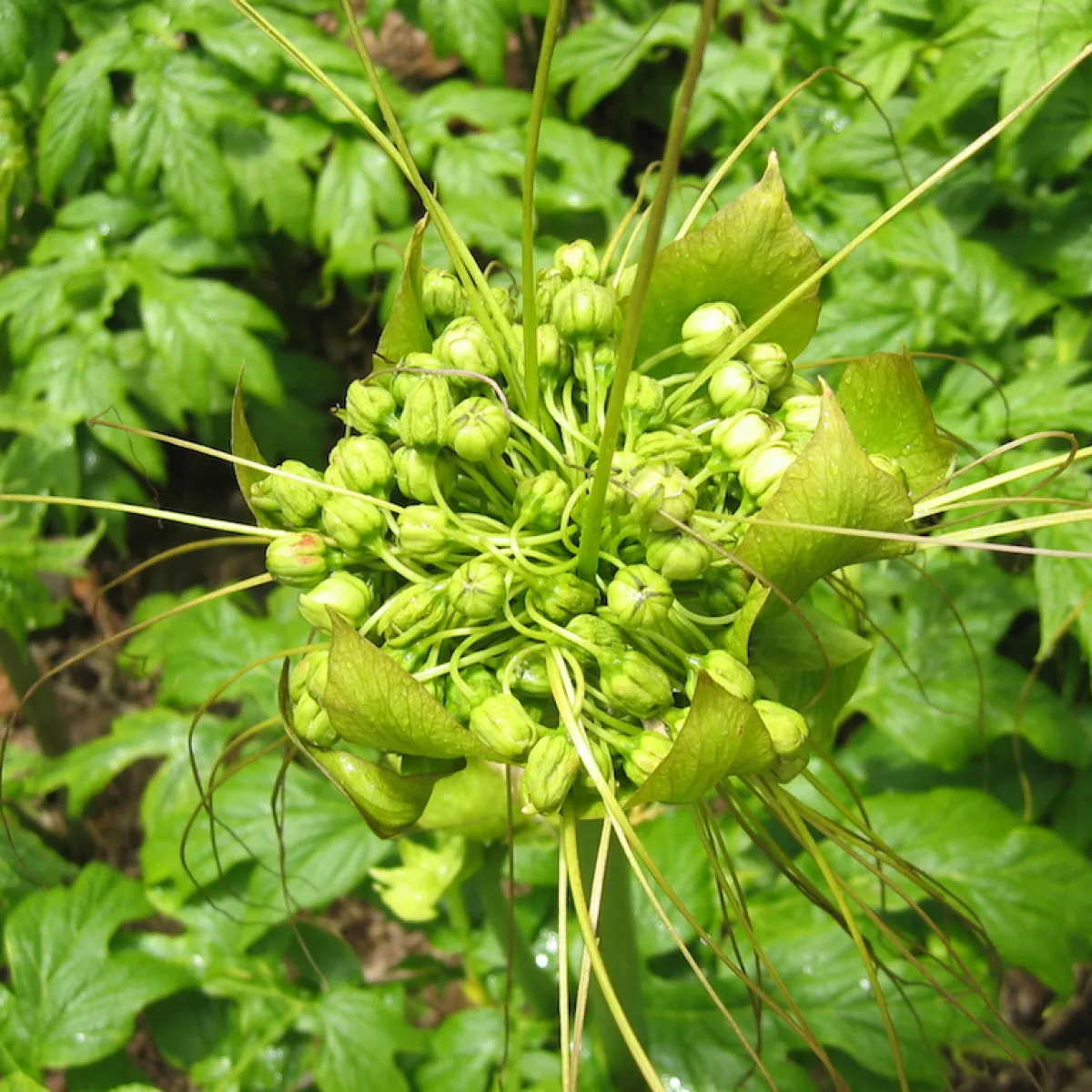 Infrutescence