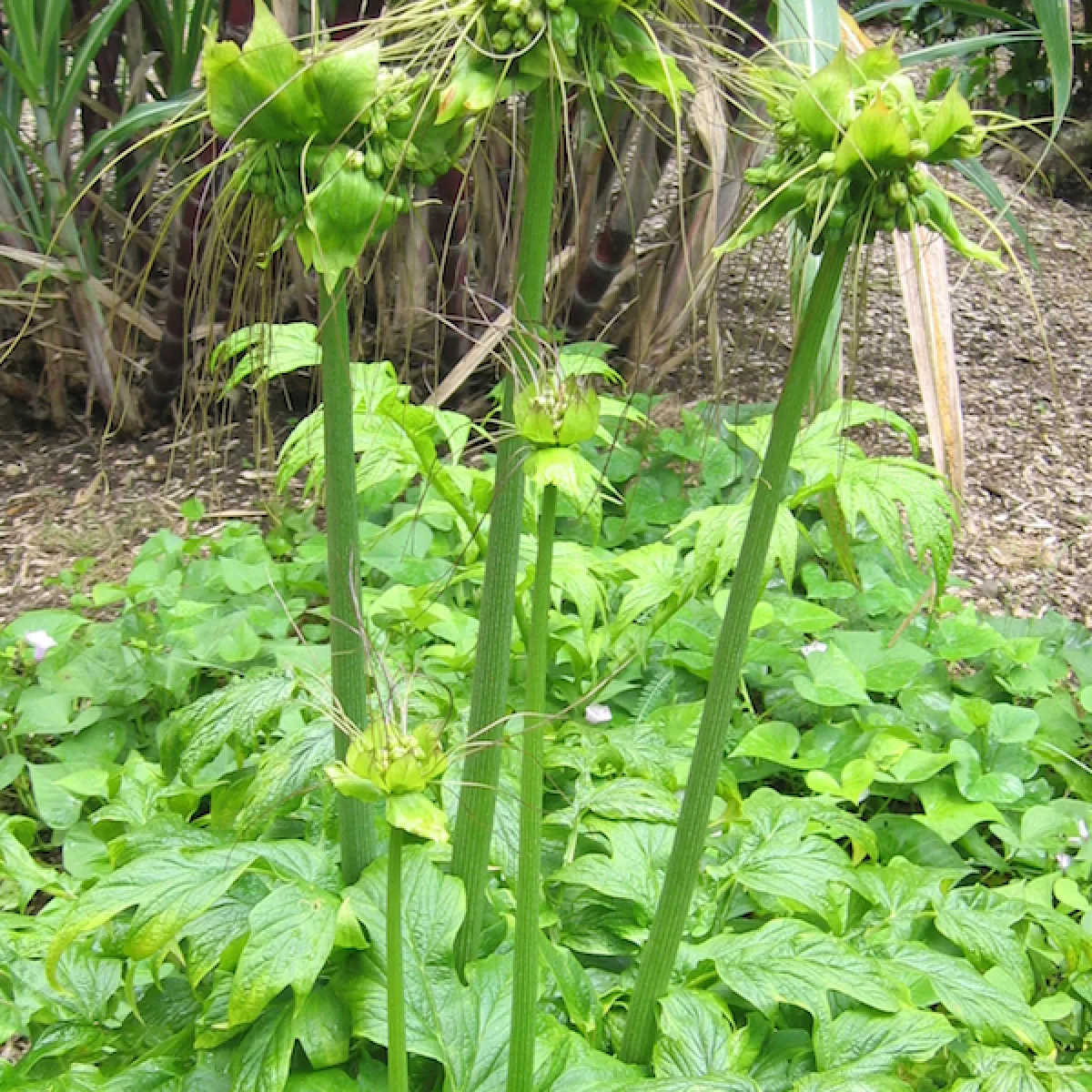 Fruits sur de longues tiges