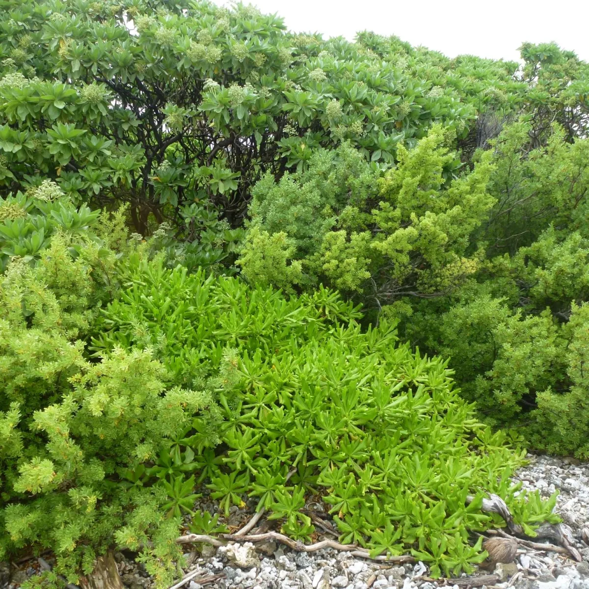 Poussant sur les rivages du Motu Reiono