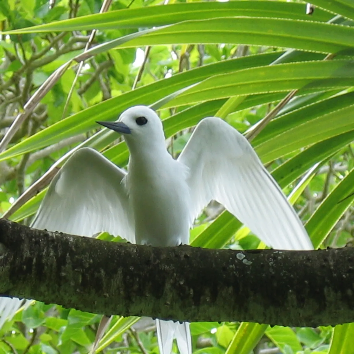 Photo: Tetiaroa Society Adulte Gygis blanche