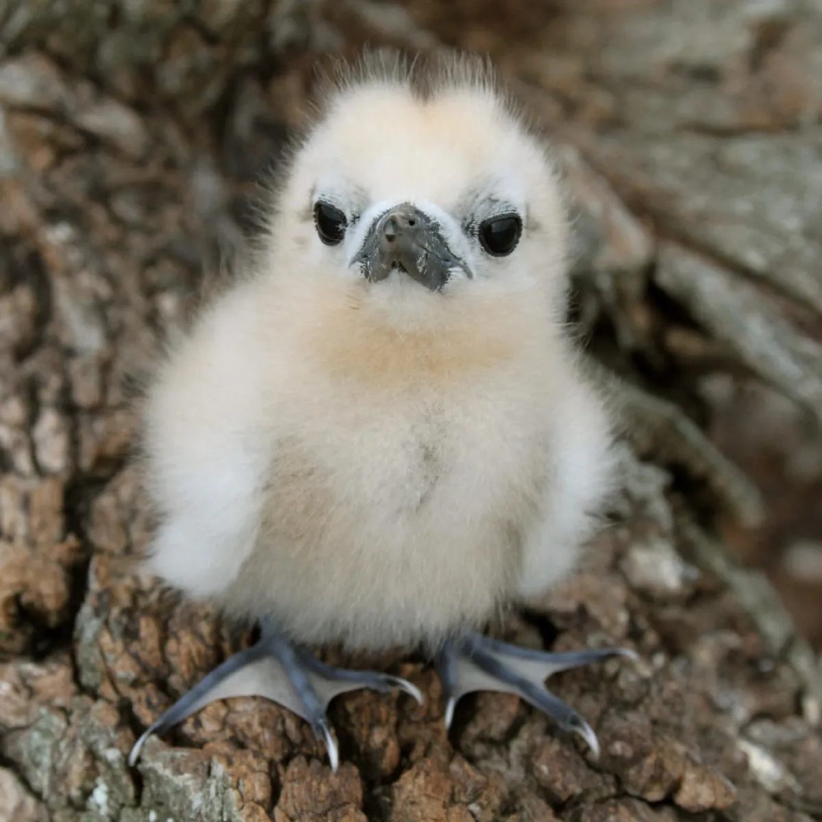 Photo: Tetiaroa Society Bébé gygis blanche