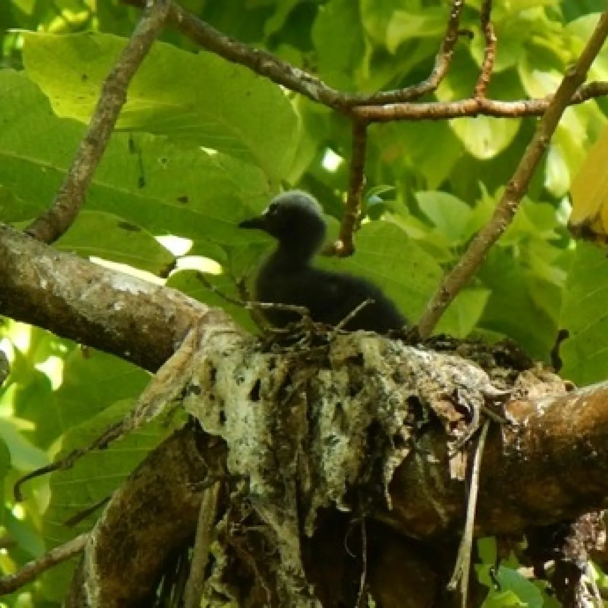 Bébé Noddi noir dans son nid