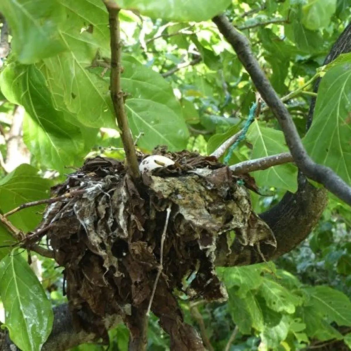 Oeufs Noddi noir dans leurs nid