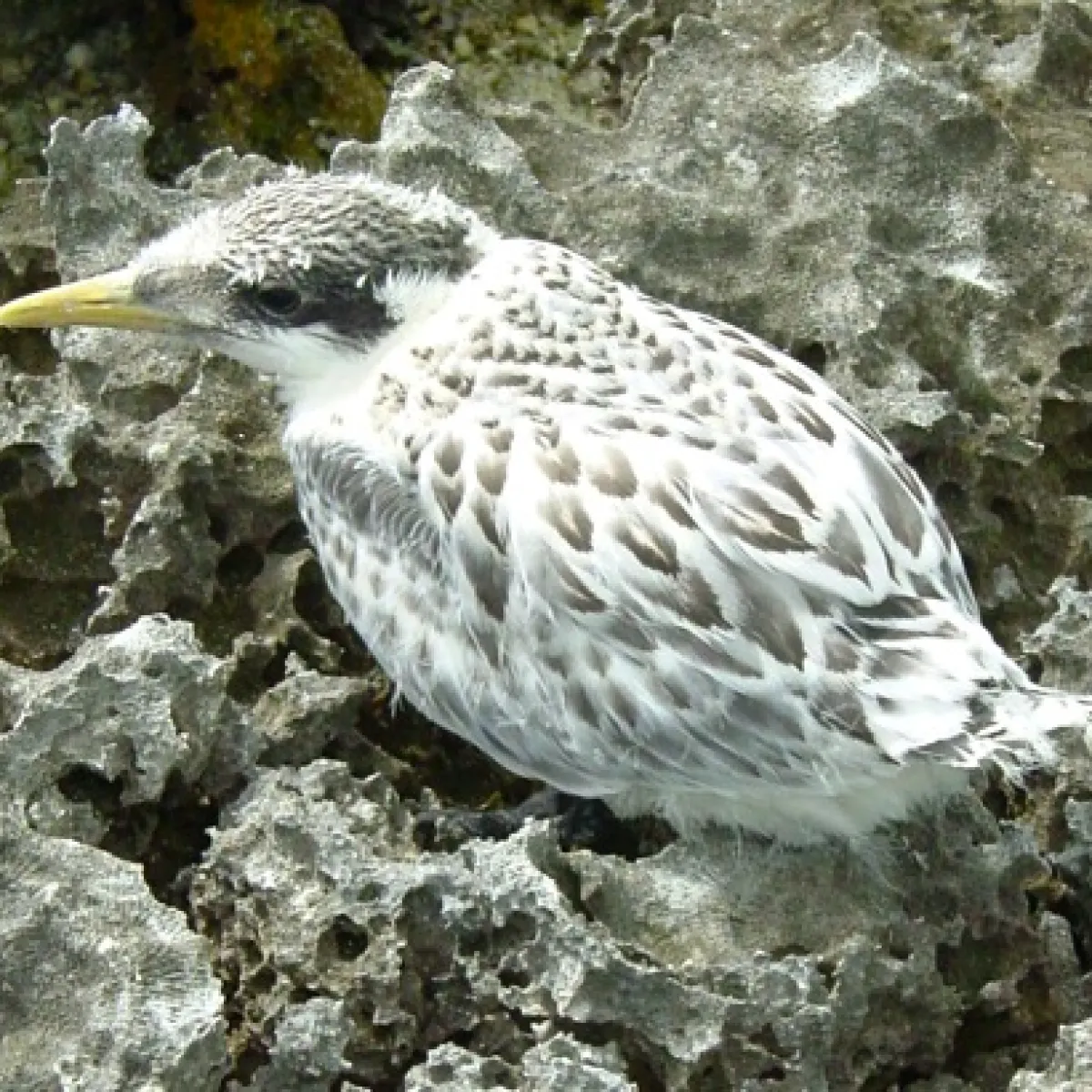 Juvénile Sterne huppée