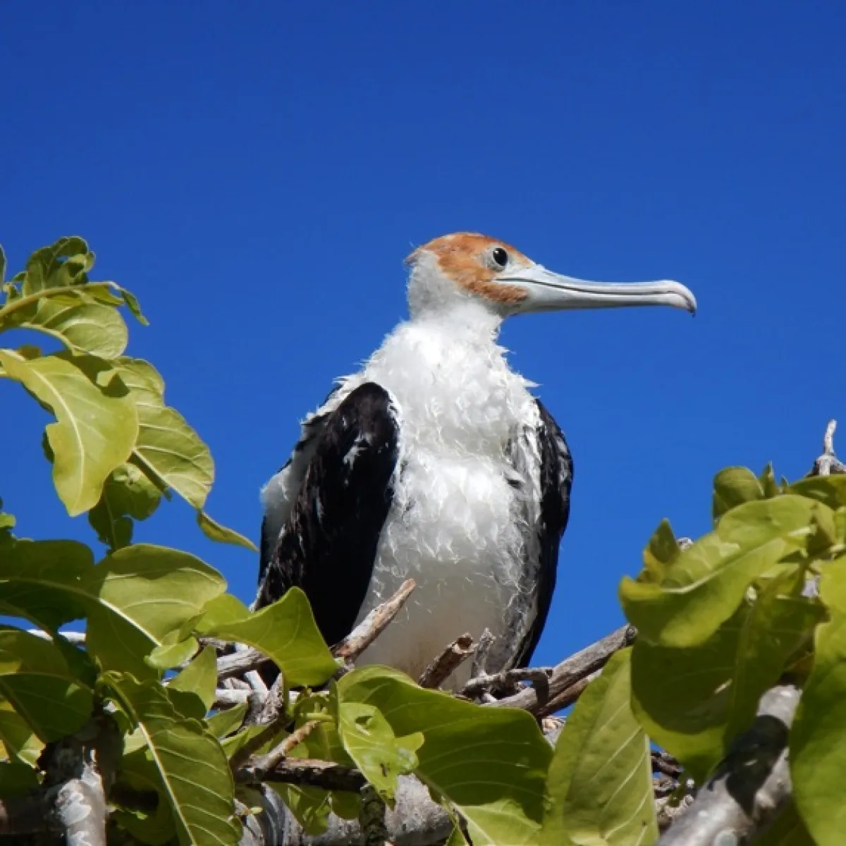 Frégate du pacifique femelle